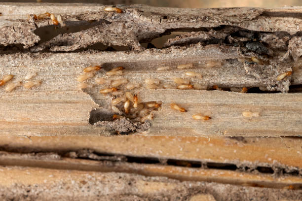 Best Ant Control Services  in Fresno, TX